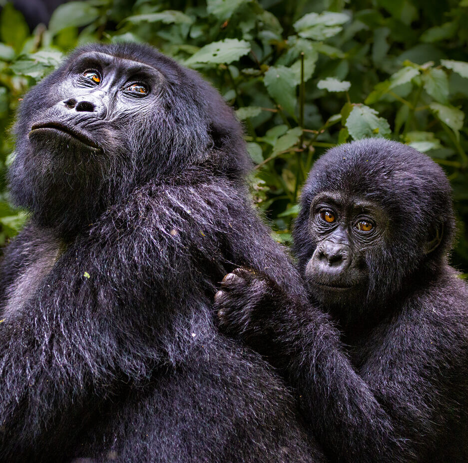 bwindi-gorillas-uganda