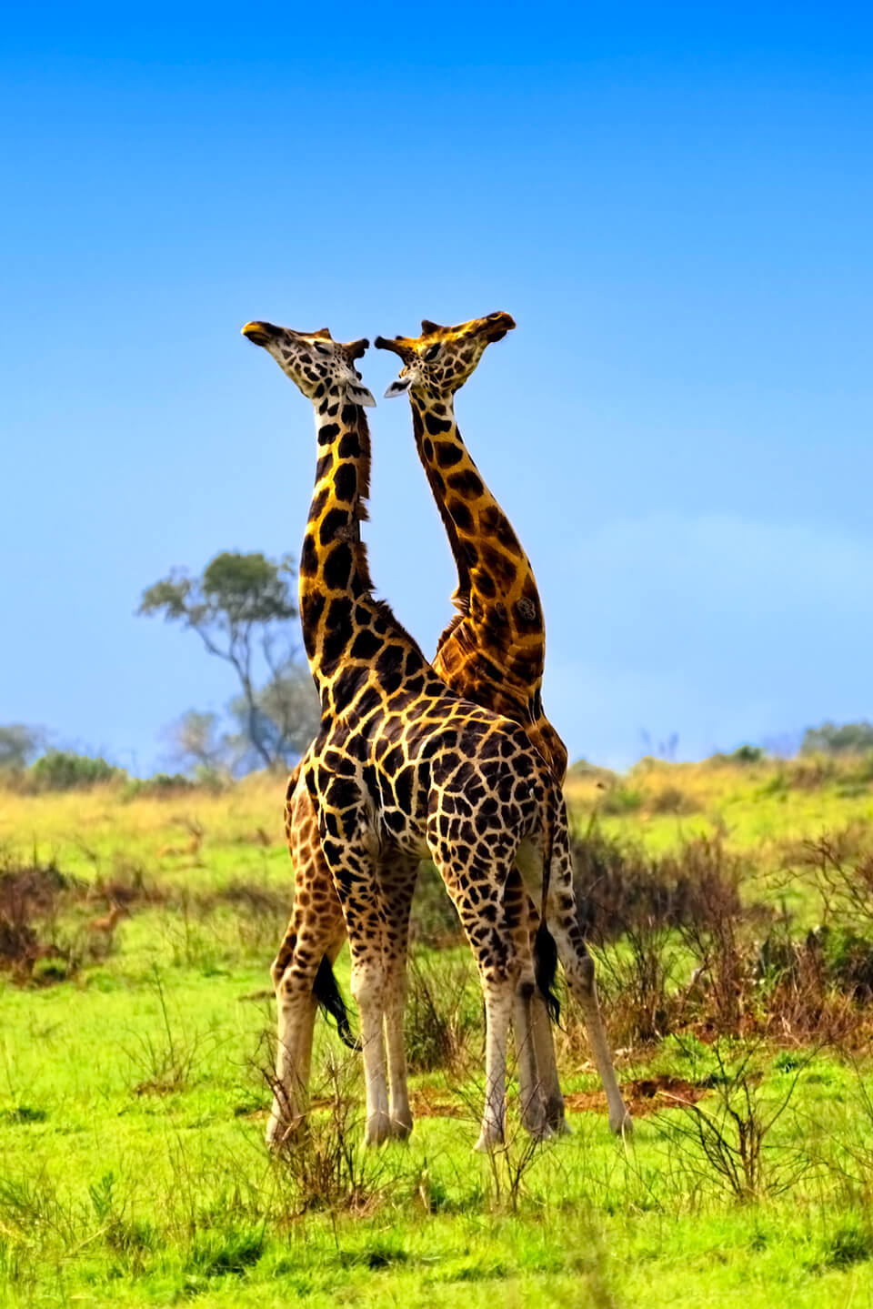 giraffe-murchison-falls