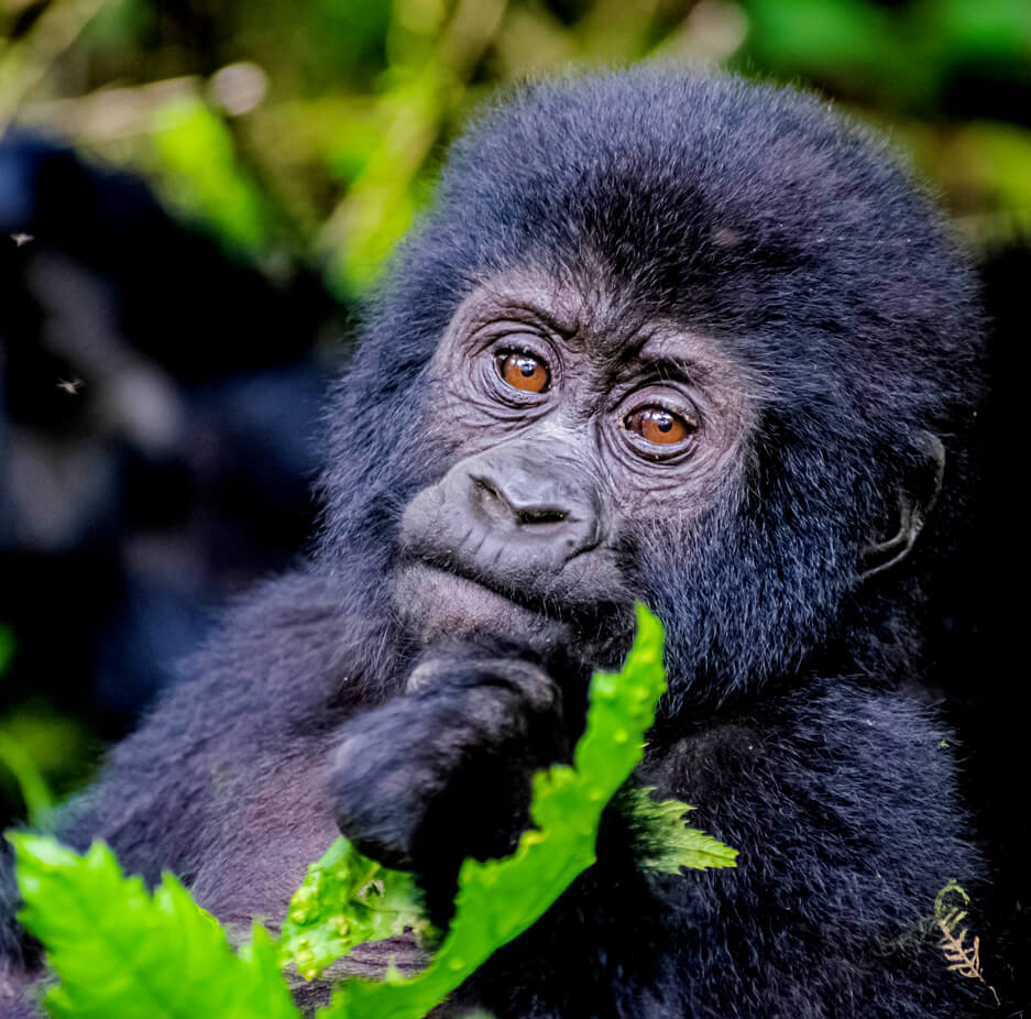 gorillas-uganda (1)
