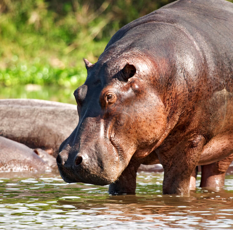 hippo-uganda