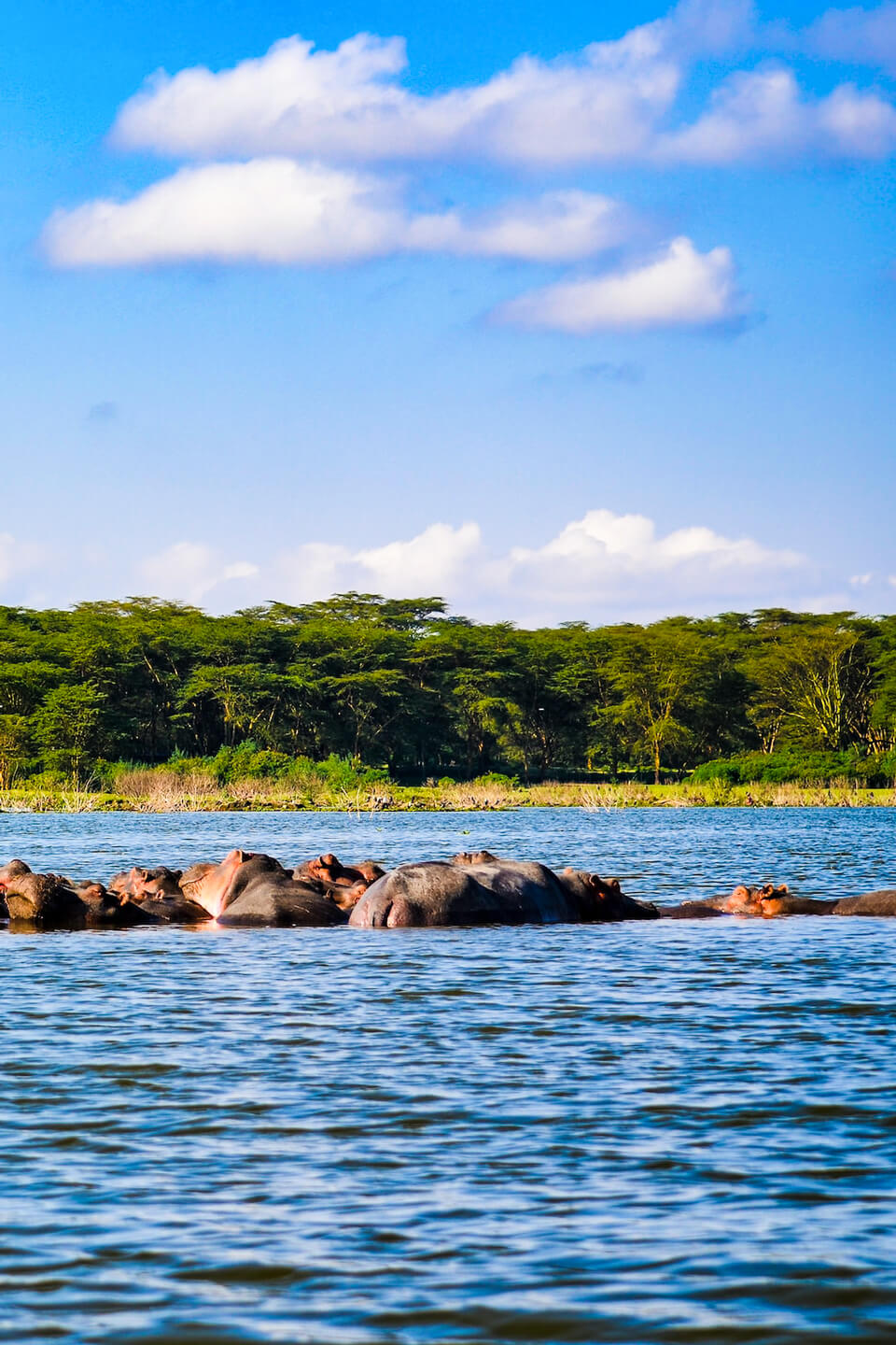 hippo-wildlife-uganda