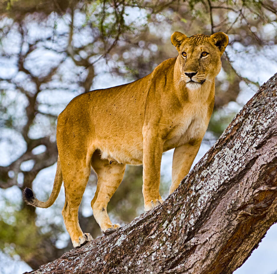 lions-uganda