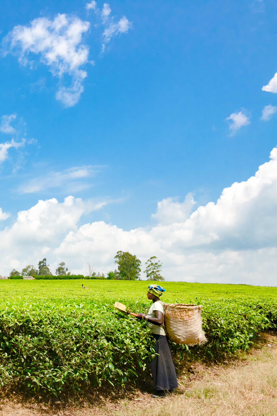 tea-plantation-uganda