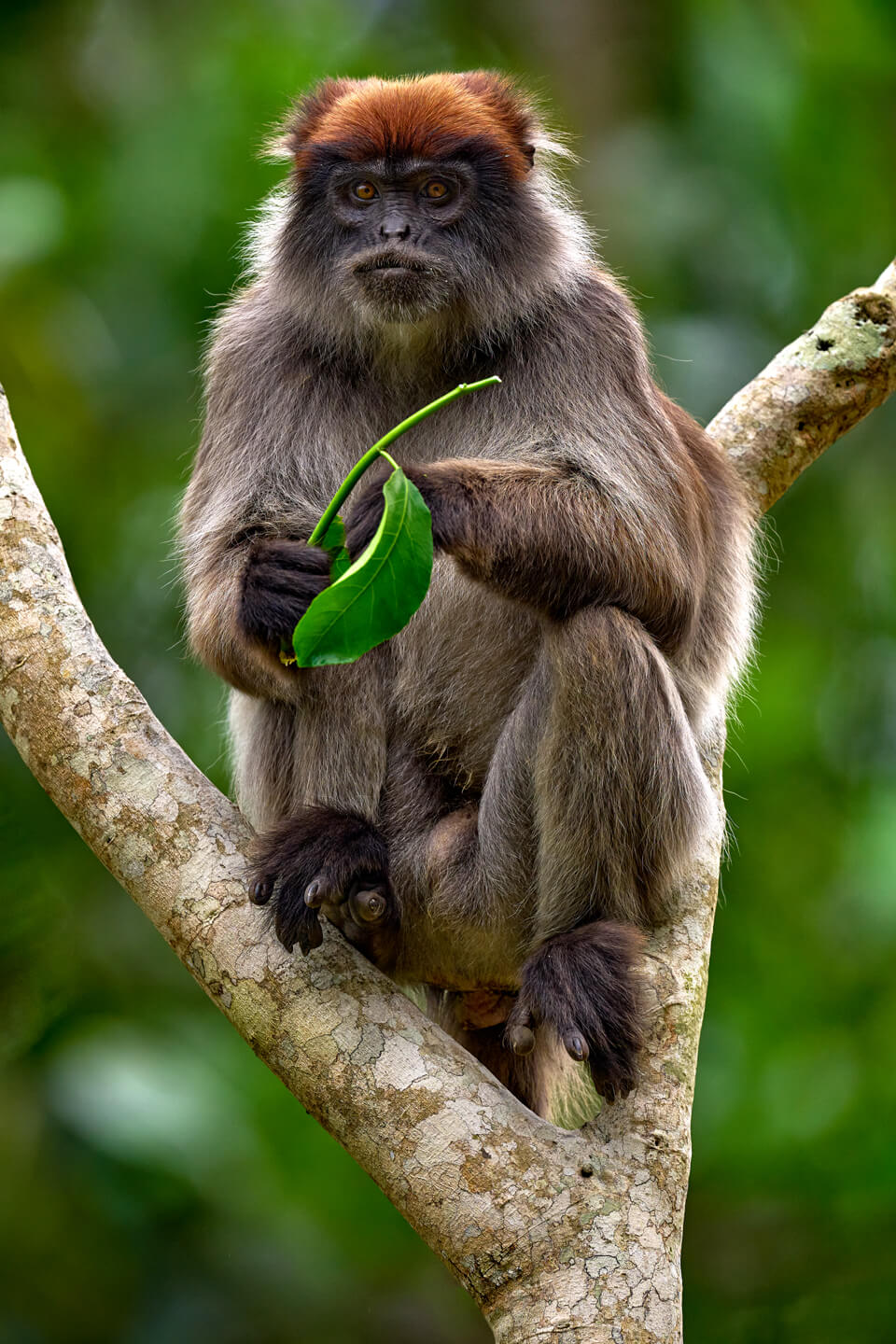 uganda-primates