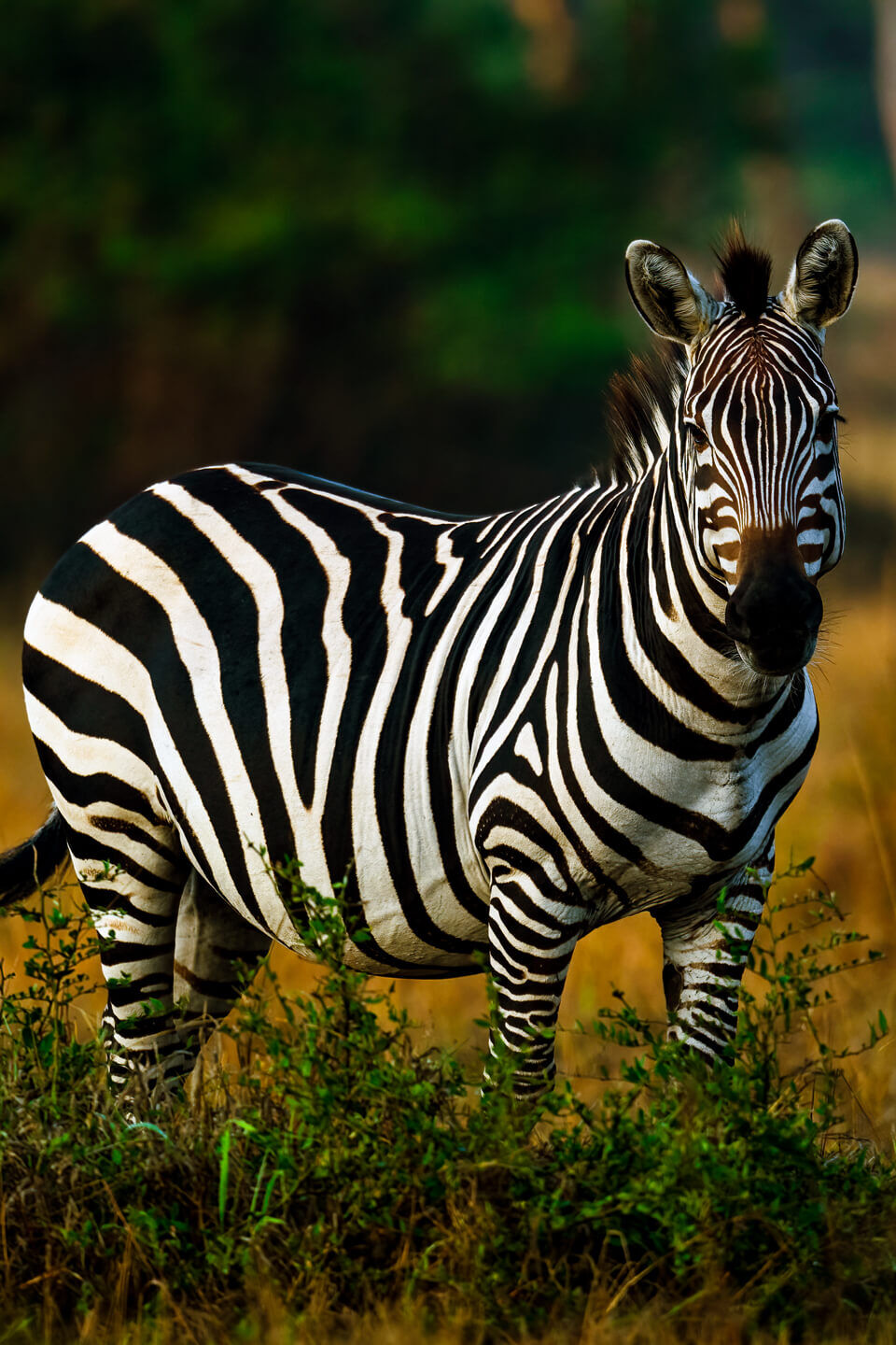 uganda-safari (1)