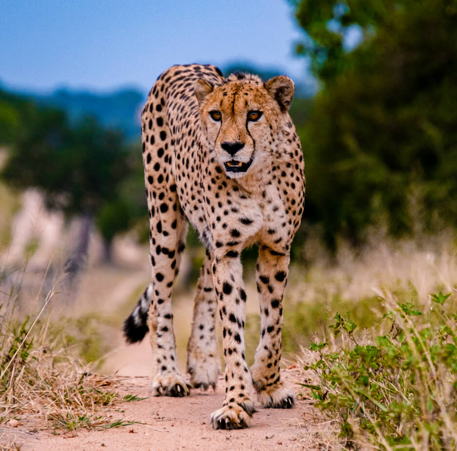 cheetah-kidepo