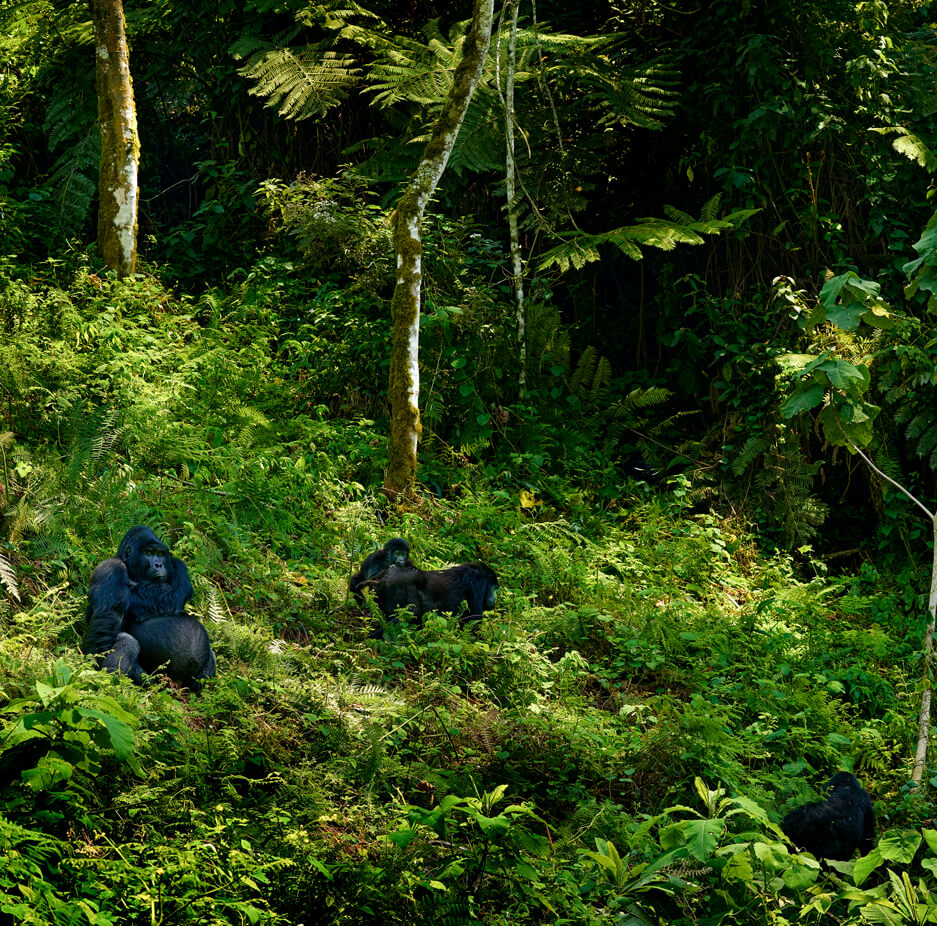 gorilla-groups-uganda