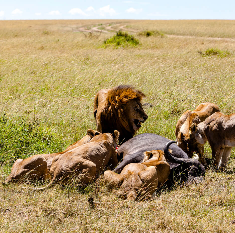 lion-kidepo