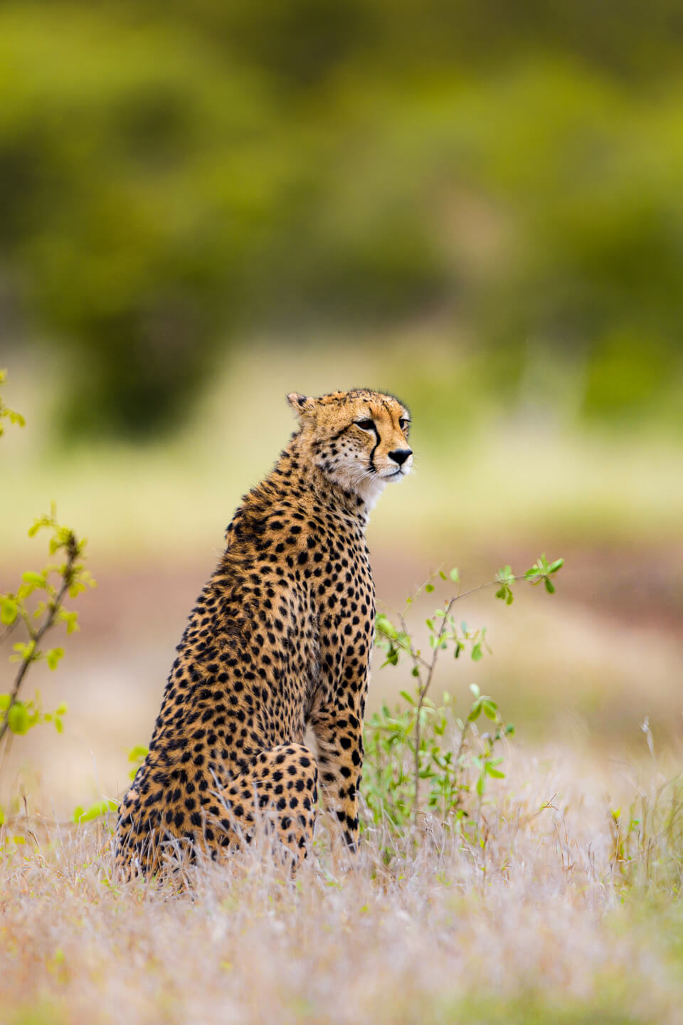 cheetah-kidepo