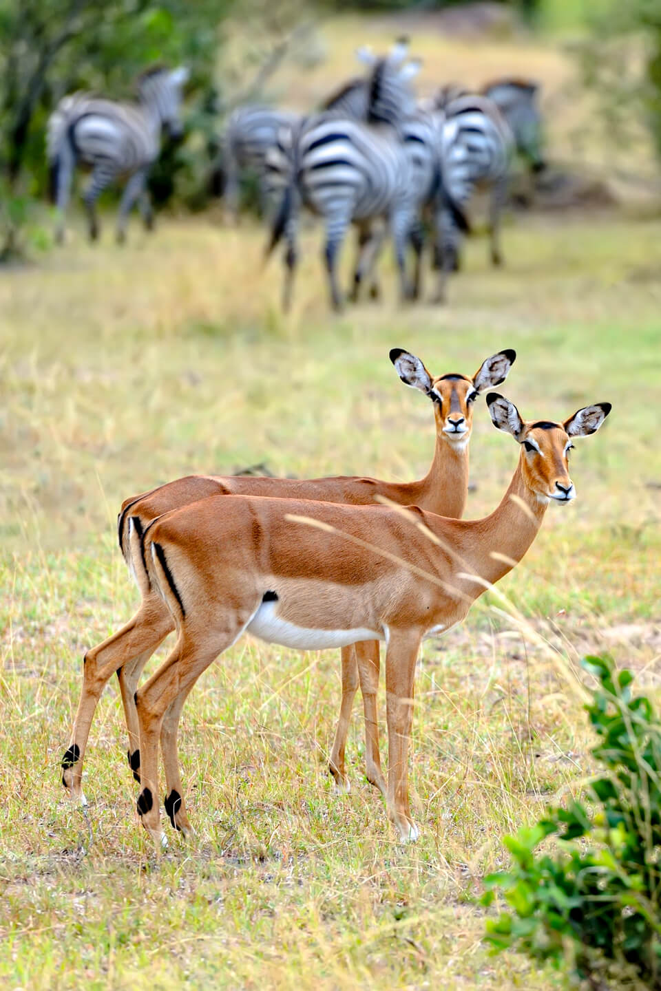 impala-lake-mburo