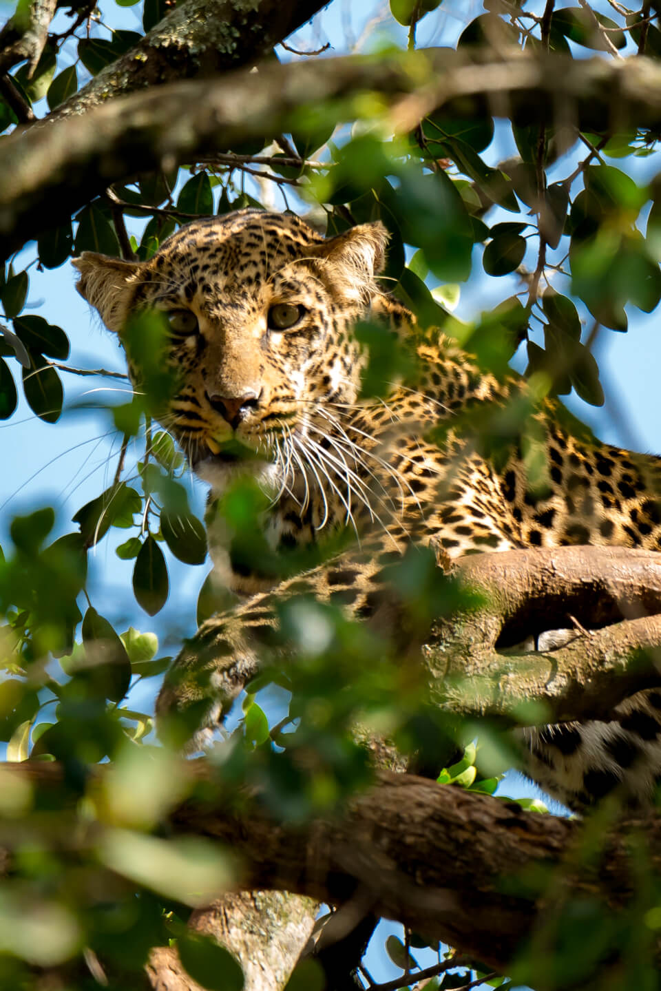 leopard-lake-mburo