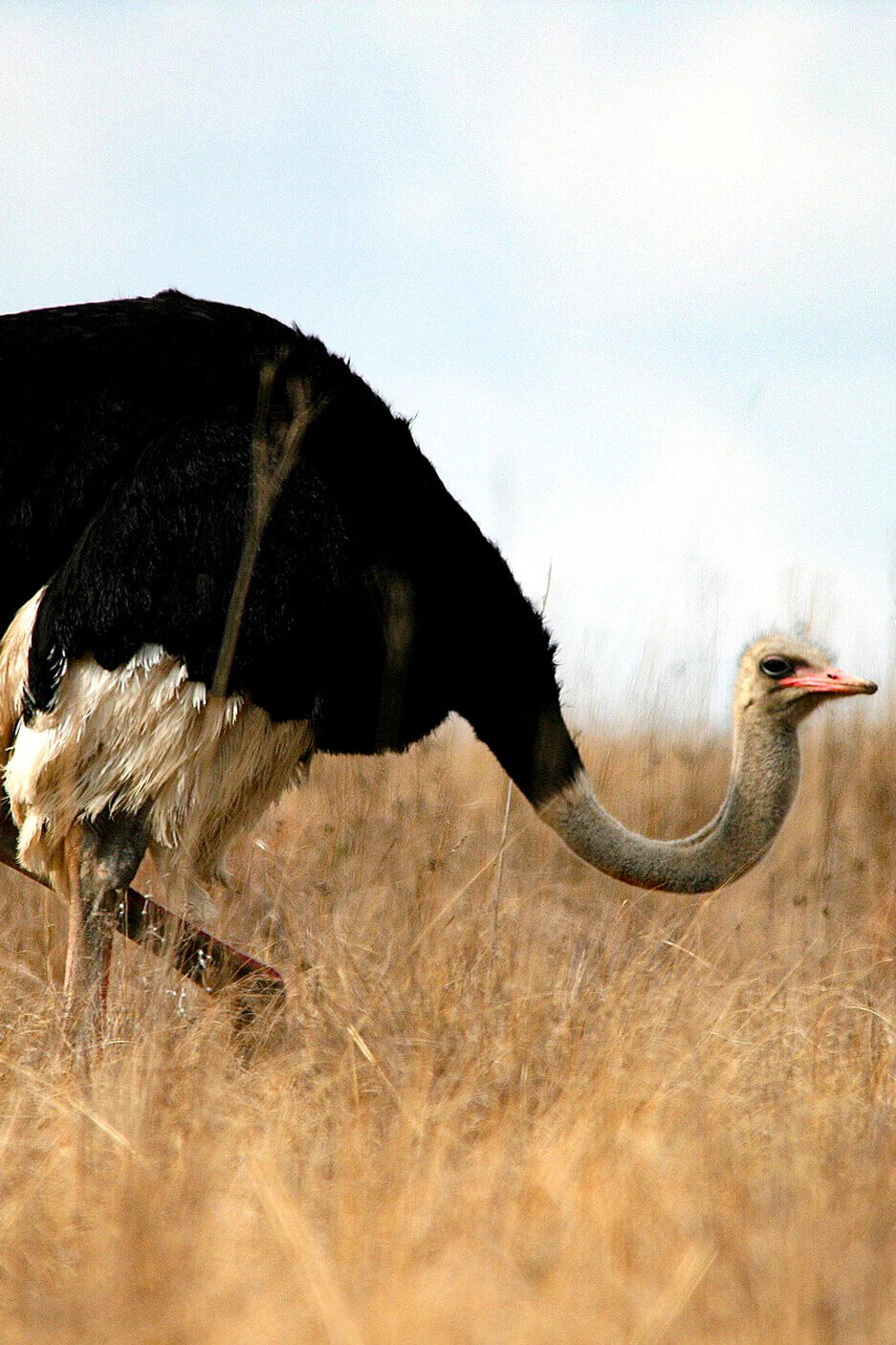 ostrich-kidepo