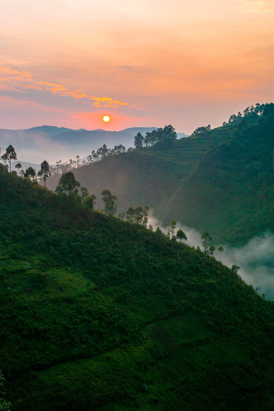 bwindi-forest (1)